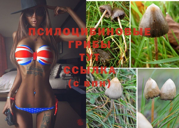 тгк Алзамай
